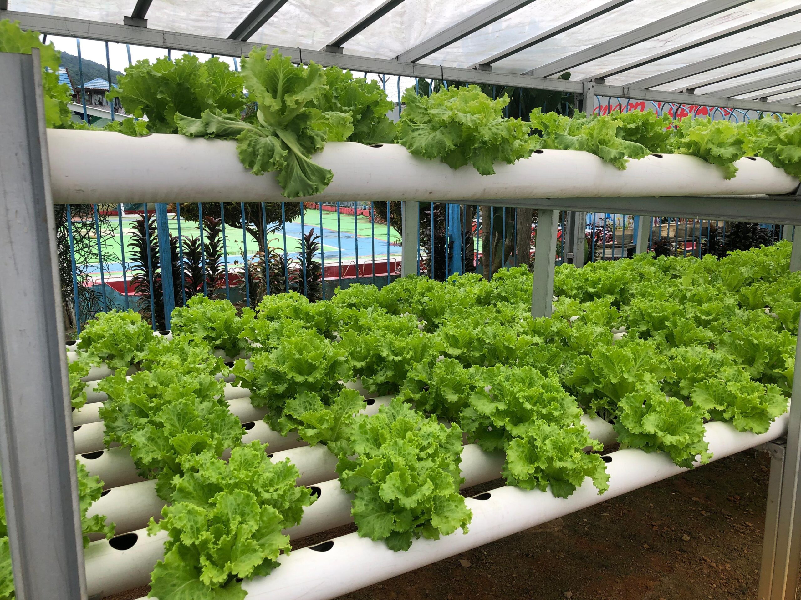 Lapas Kotabaru Sukses Implementasikan Ketahanan Pangan dengan Budidaya Tanaman dan Ikan