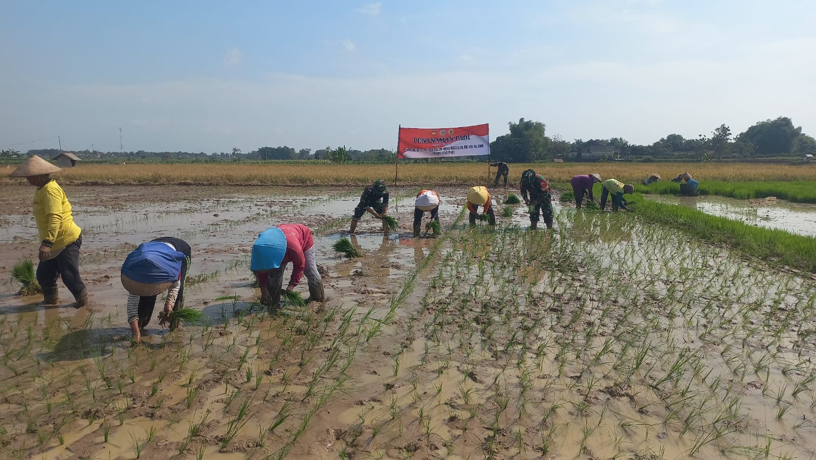 Semangat Kebersamaan di Balik Penanaman Padi TMMD Reguler ke-128 di Desa Godo